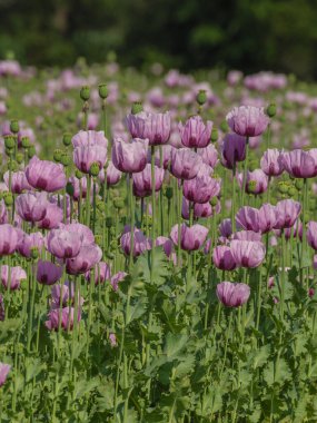 Almanya 'da bir tarlada pembe köpek yavruları