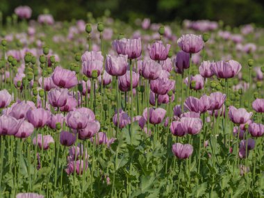 Almanya 'da bir tarlada pembe köpek yavruları