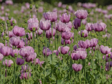 Almanya 'da bir tarlada pembe köpek yavruları