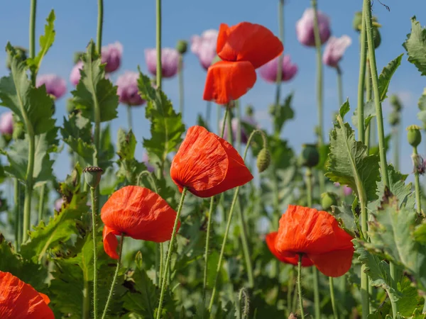 Rosa Valpar Ett Fält Tyskland — Stockfoto