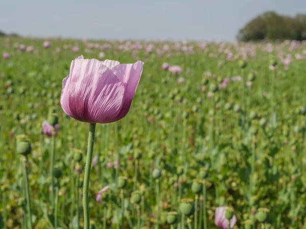 Rosa Valpar Ett Fält Tyskland — Stockfoto