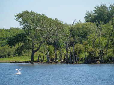 Almanya 'da Baltık Denizi' nde yürüyüş
