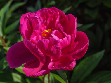 Almanya 'da Gluecksburg yakınlarında Baltık Denizi' nde yürüyüş.