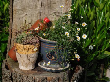 Bir Alman bahçesinde yaz mevsimi