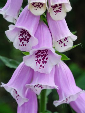 Bir Alman bahçesinde yaz mevsimi