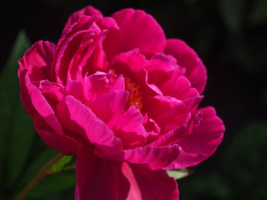 Bir Alman bahçesinde yaz mevsimi