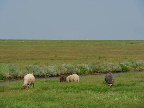 Hallig Hooge Iin Mar Del Norte Alemán — Foto de Stock