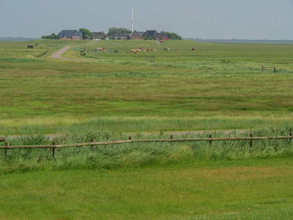 Hallig Hooge Iin Duitse Noordzee — Stockfoto