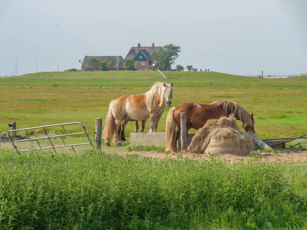 Hallig Hooge Iin Német Északi Tengeren — Stock Fotó