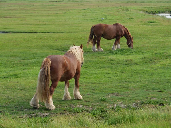 Hallig Hooge Iin German North Sea — Stock Photo, Image