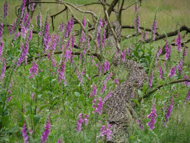 Almanya 'da Wesel yakınlarında güzel bir orman.