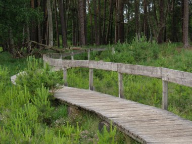 Almanya 'da Wesel yakınlarında güzel bir orman.