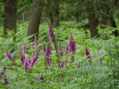 Almanya 'da Wesel yakınlarında güzel bir orman.