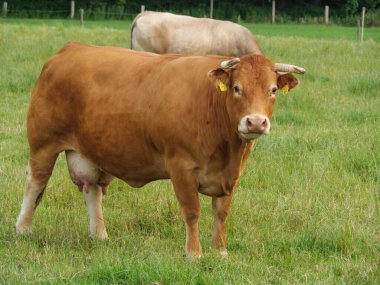 Almanya 'da bir tarlada inekler