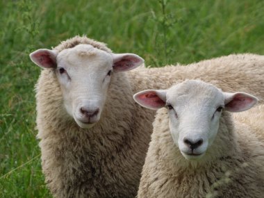 Westphalia 'da bir çayırda koyunlar ve inekler