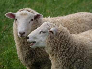 Westphalia 'da bir çayırda koyunlar ve inekler