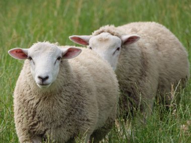 Westphalia 'da bir çayırda koyunlar ve inekler