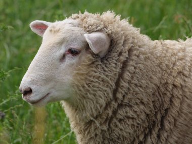 Westphalia 'da bir çayırda koyunlar ve inekler