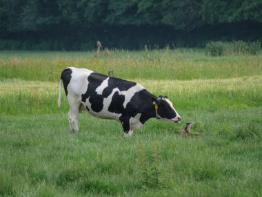 Westphalia 'da bir çayırda koyunlar ve inekler