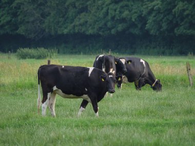 Westphalia 'da bir çayırda koyunlar ve inekler