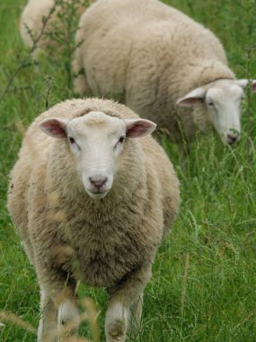 Westphalia 'da bir parkta yaz zamanı