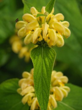 Westphalia 'da bir parkta yaz zamanı