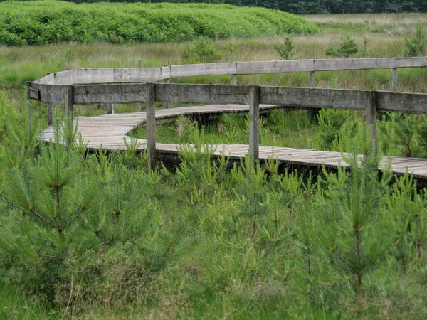 Hermoso Bosque Cerca Wesel Alemania — Foto de Stock