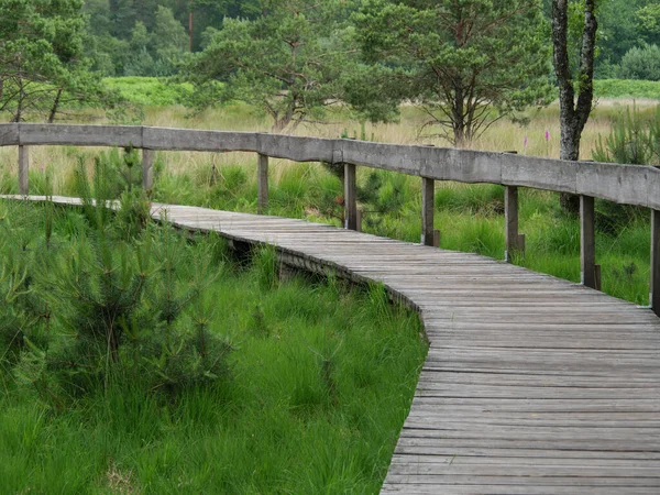 Hermoso Bosque Cerca Wesel Alemania — Foto de Stock