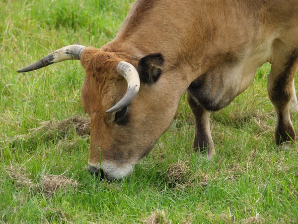Корови Полі Зародку — стокове фото