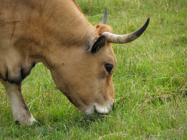 Cows Field Germany — Stock Photo, Image