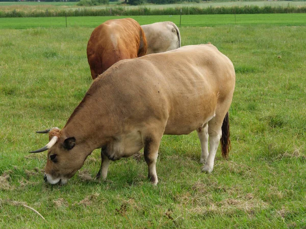 Vacas Campo Alemanha — Fotografia de Stock