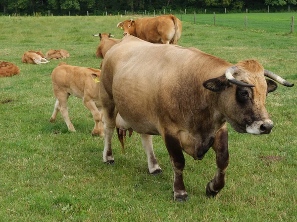 Vacas Campo Alemanha — Fotografia de Stock