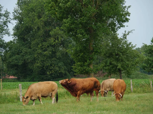 Schapen Koeien Een Weide Westfalen — Stockfoto