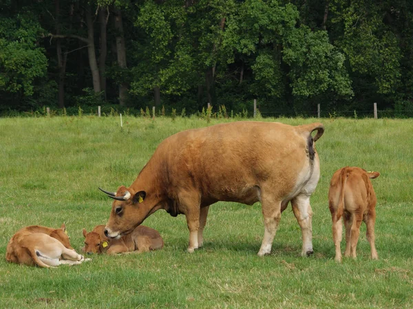 Ovejas Vacas Prado Westfalia —  Fotos de Stock