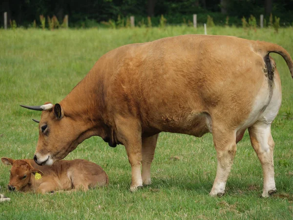 Owce Krowy Łące Westfalii — Zdjęcie stockowe