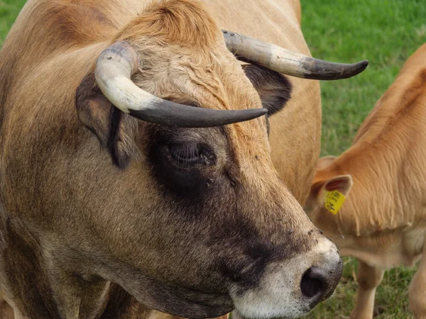 Sheeps Cows Meadow Westphalia — Stock Photo, Image