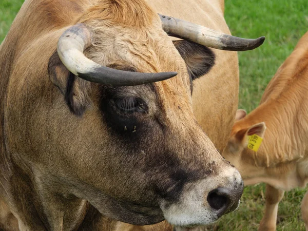 Sheeps Cows Meadow Westphalia — Stock Photo, Image