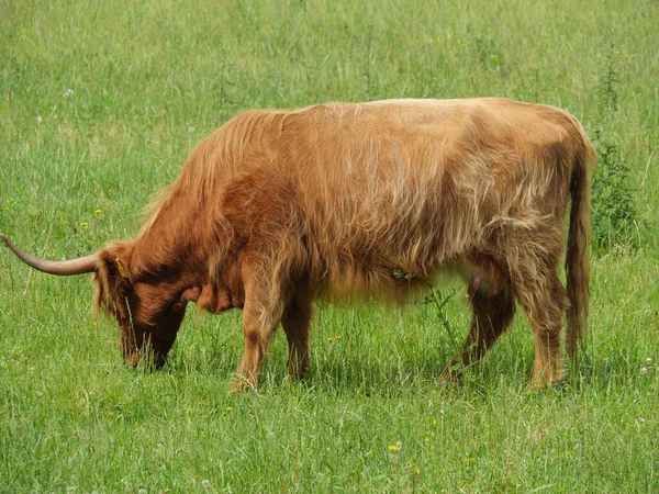 Ovejas Vacas Prado Westfalia — Foto de Stock