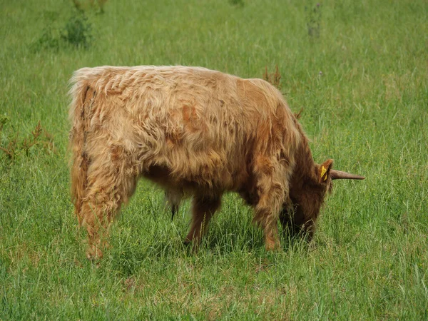 Får Och Kor Äng Västfalen — Stockfoto