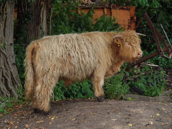 西フィリピンの牧草地にある羊や牛は — ストック写真