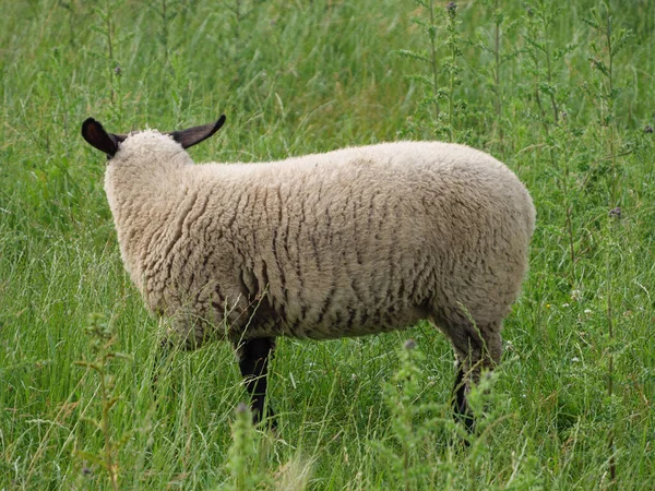 Schapen Koeien Een Weide Westfalen — Stockfoto