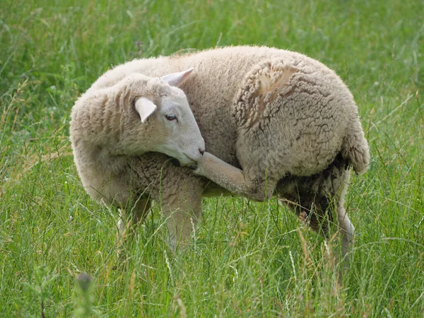 Pecore Mucche Prato Westphalia — Foto Stock