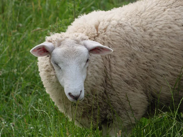 Schapen Koeien Een Weide Westfalen — Stockfoto