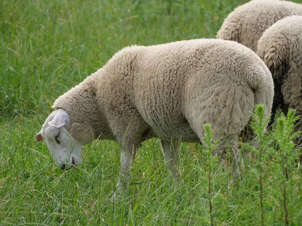 Får Och Kor Äng Västfalen — Stockfoto