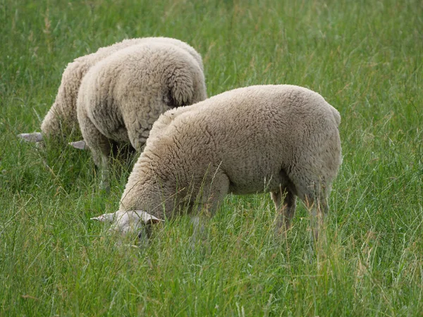 Får Och Kor Äng Västfalen — Stockfoto