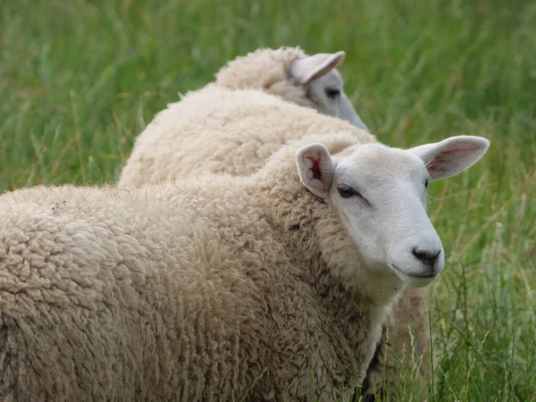 Schapen Koeien Een Weide Westfalen — Stockfoto