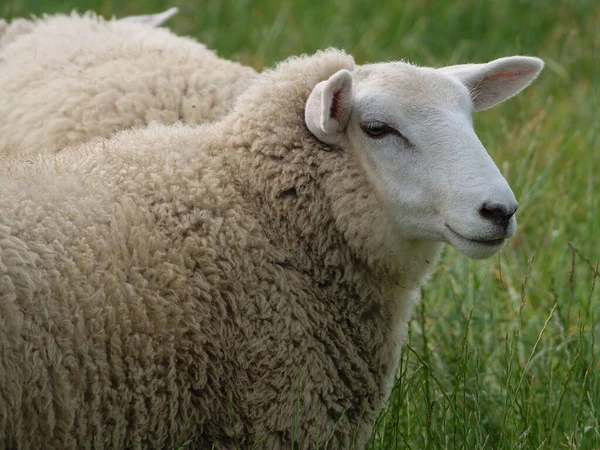 Schapen Koeien Een Weide Westfalen — Stockfoto