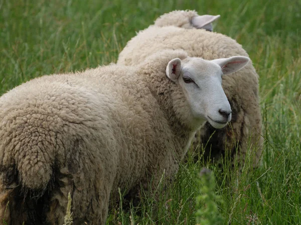 Schapen Koeien Een Weide Westfalen — Stockfoto