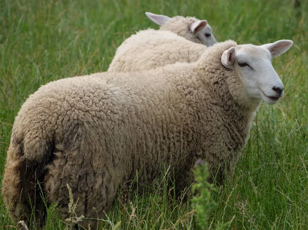 Schafe Und Kühe Auf Einer Weide Westfalen — Stockfoto