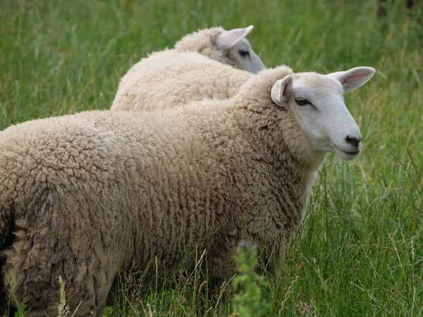 Schapen Koeien Een Weide Westfalen — Stockfoto